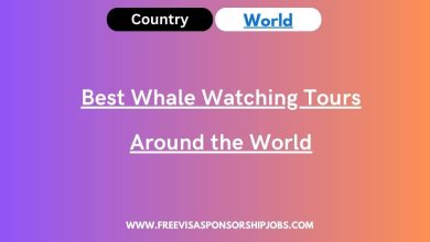 Best Whale Watching Tours Around the World