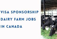 Visa Sponsorship Dairy Farm Jobs in Canada