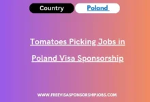 Tomatoes Picking Jobs in Poland
