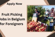 Fruit Picking Jobs in Belgium for Foreigners